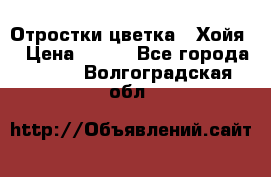 Отростки цветка  “Хойя“ › Цена ­ 300 - Все города  »    . Волгоградская обл.